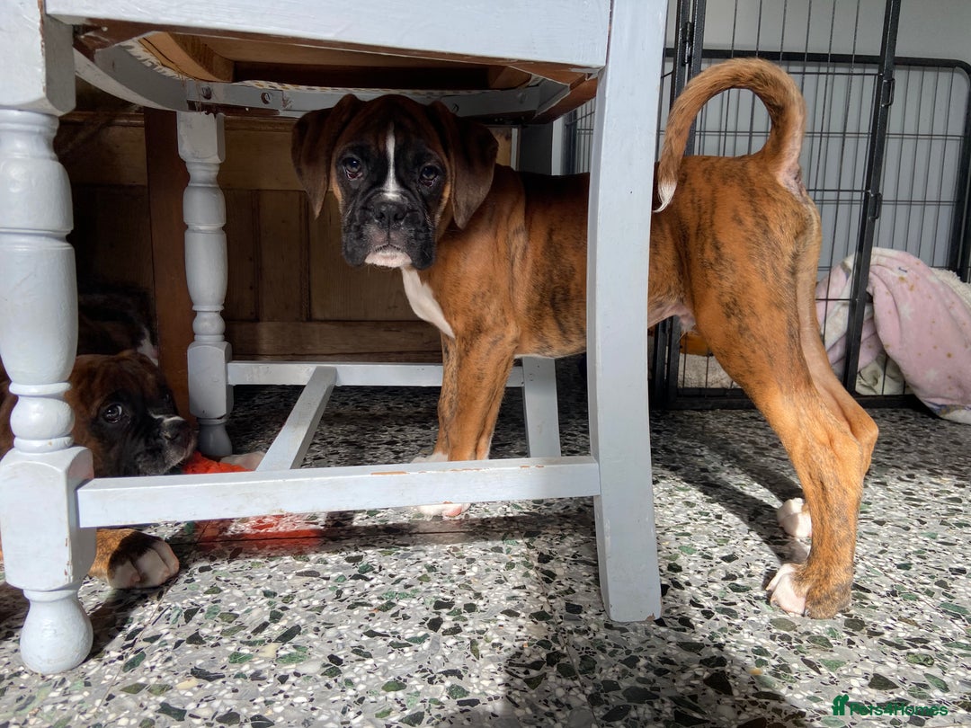 Boxer dogs for sale: Beautiful Boxer puppies - Image 8