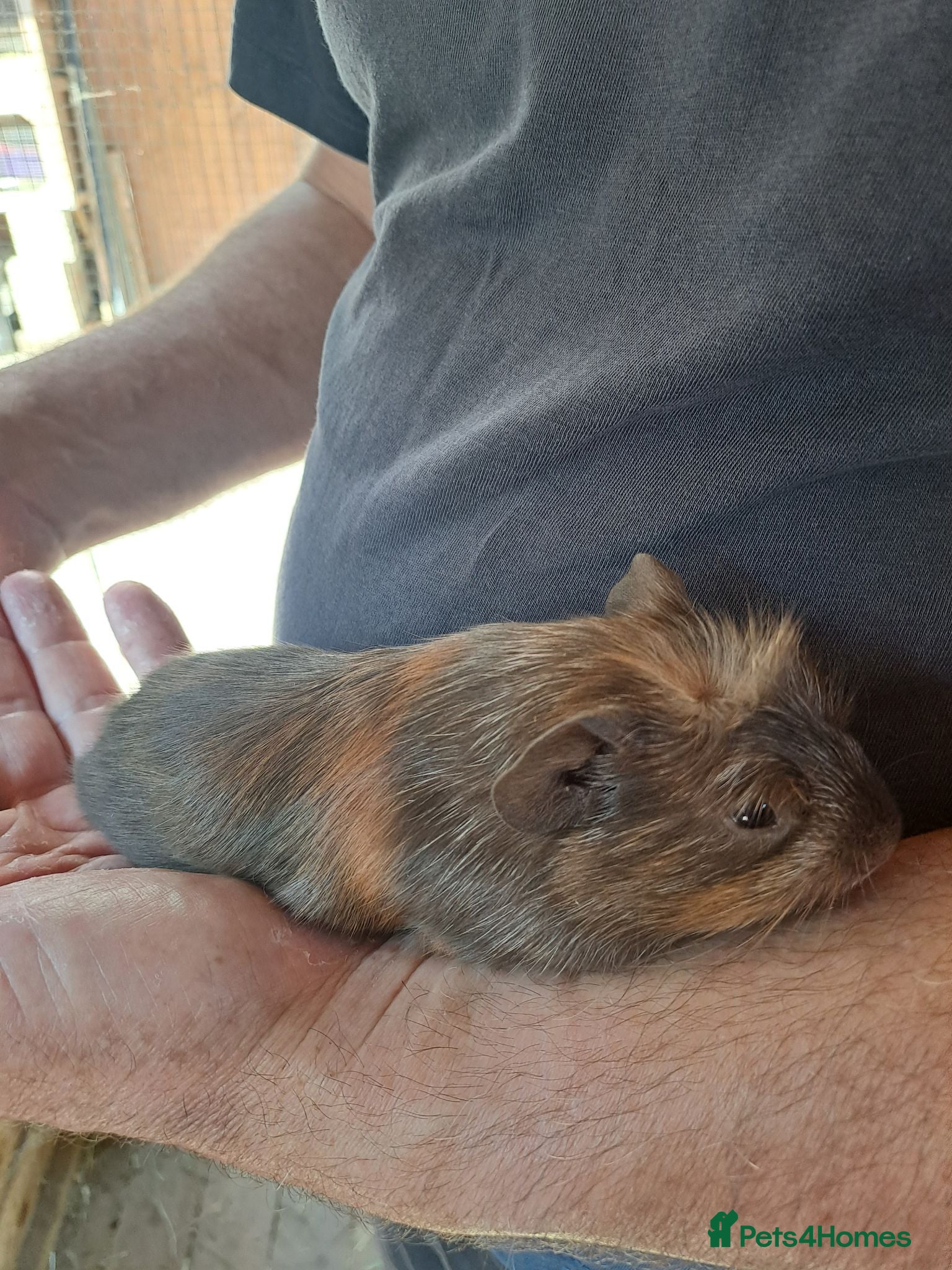 Guinea Pig rodents Six weeks old Baby guinea pigs only two left - Advert 17