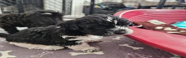 Shihpoo 6