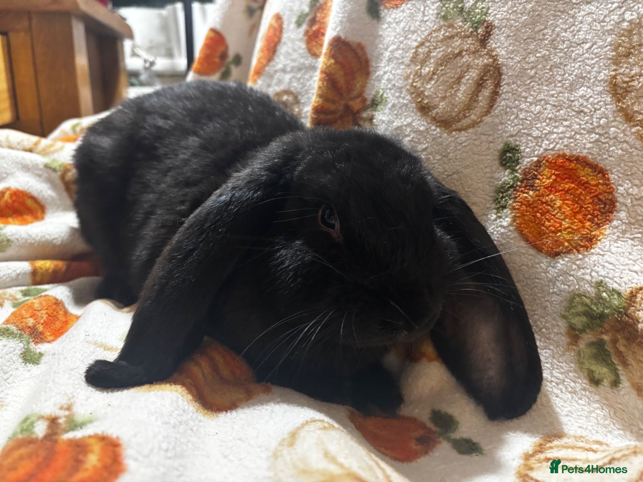 French Lop rabbits for sale: Super friendly pure French lop  - Advert 2