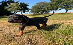 Dobermann dogs for sale: Ready now, Outstanding KC Reg Dobermann puppies - Image 31