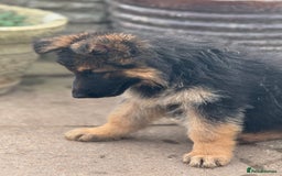German Shepherd dogs for sale: Ready now! Lovely German shepherd girl puppies gsd - Image 2