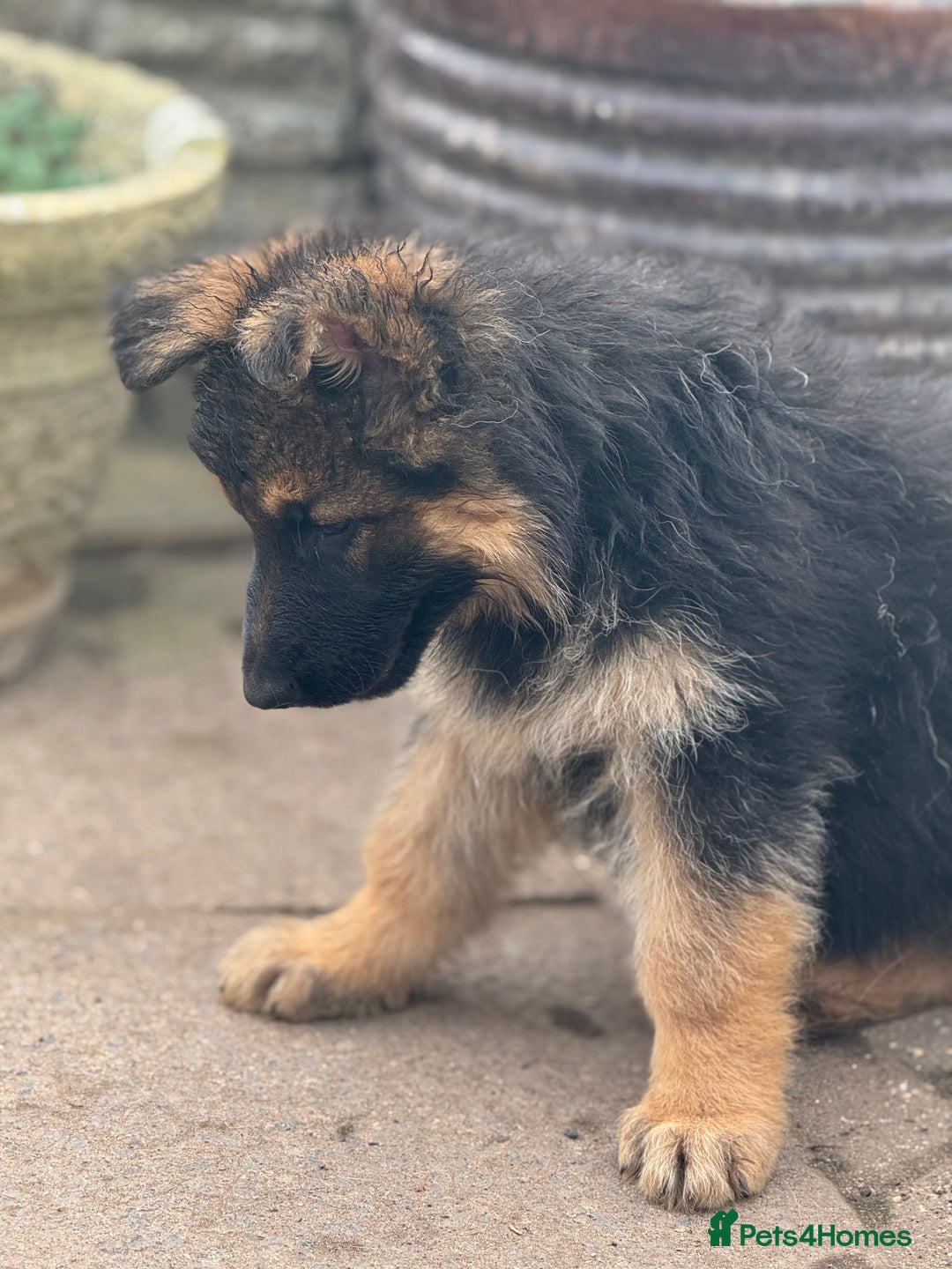 German Shepherd dogs for sale: Ready now! Lovely German shepherd girl puppies gsd - Image 2