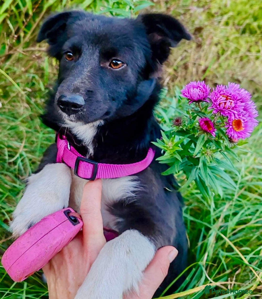 Border Collie dogs for adoption: Venera: The Dog Who Crawled Back to Life - Image 1