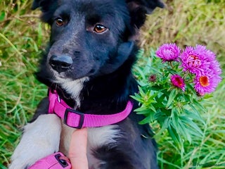 Border Collie dogs - Advert 4