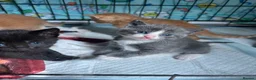 Mixed Breed cats for sale: Kittens Looking for Their Forever Homes in Wellington - Advert 7
