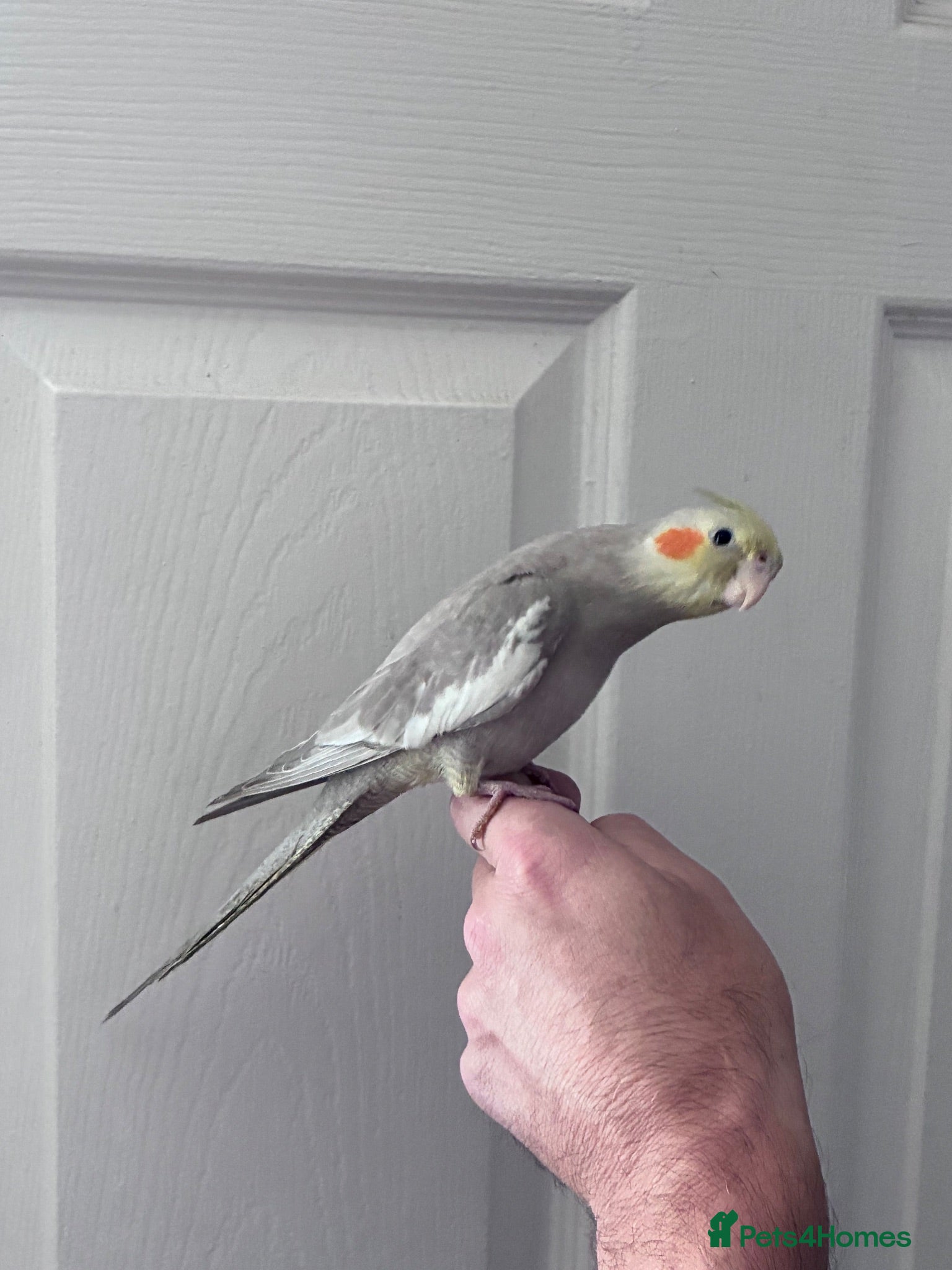 Cockatiels birds Baby hand tame cockatiel  - Advert 1