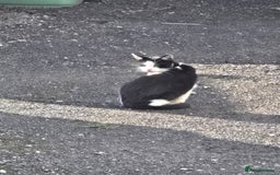 Mixed Breed cats for sale: Loving home wanted - Image 1