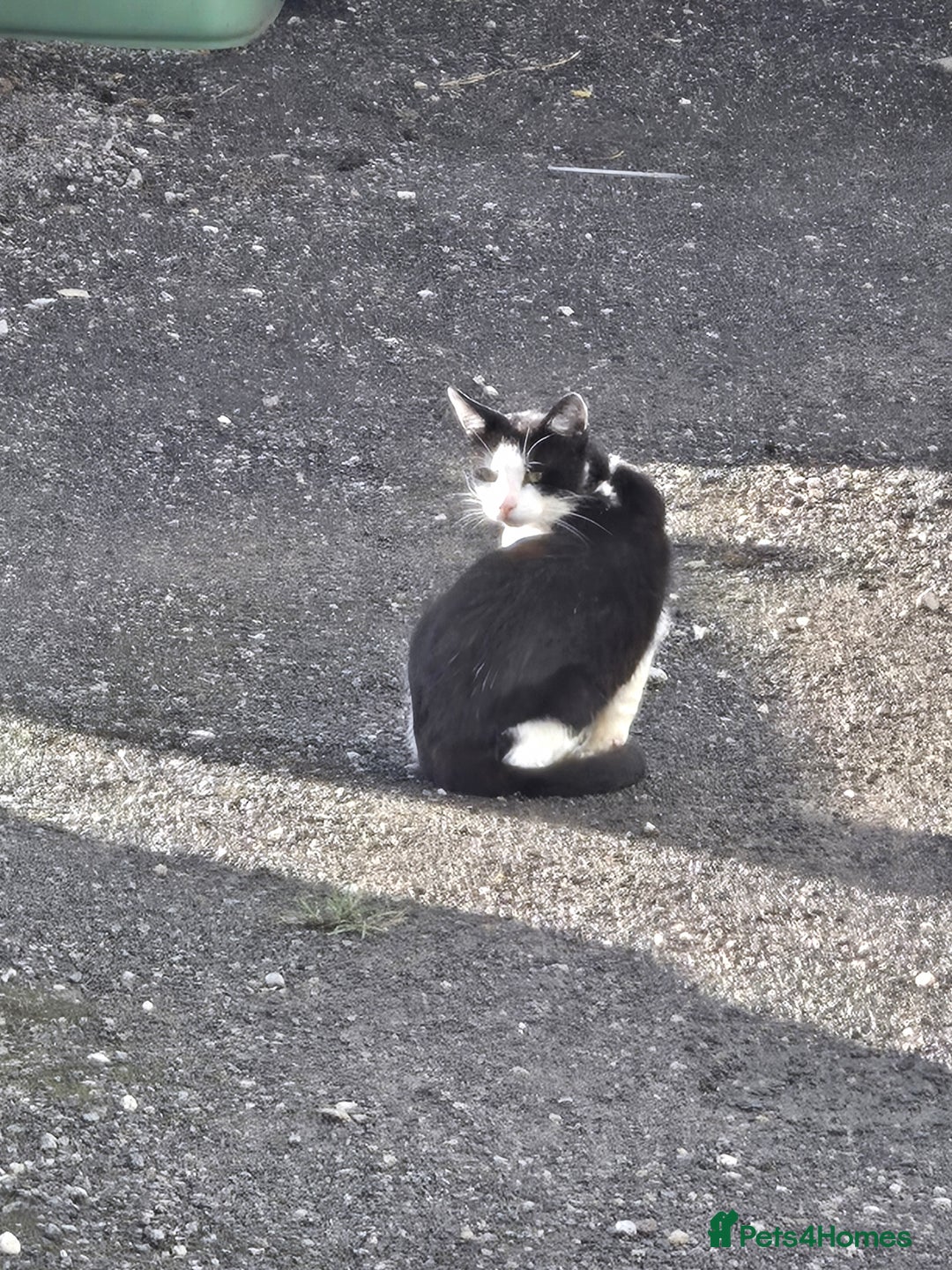 Mixed Breed cats for sale: Loving home wanted - Image 1
