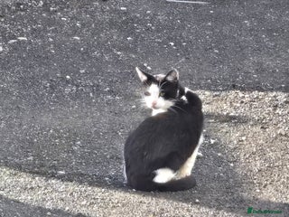 Mixed Breed cats - Advert 14