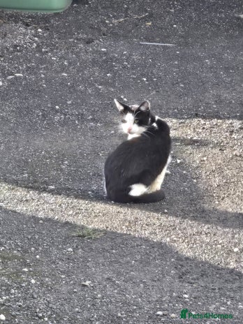 Mixed Breed cats - Advert 15