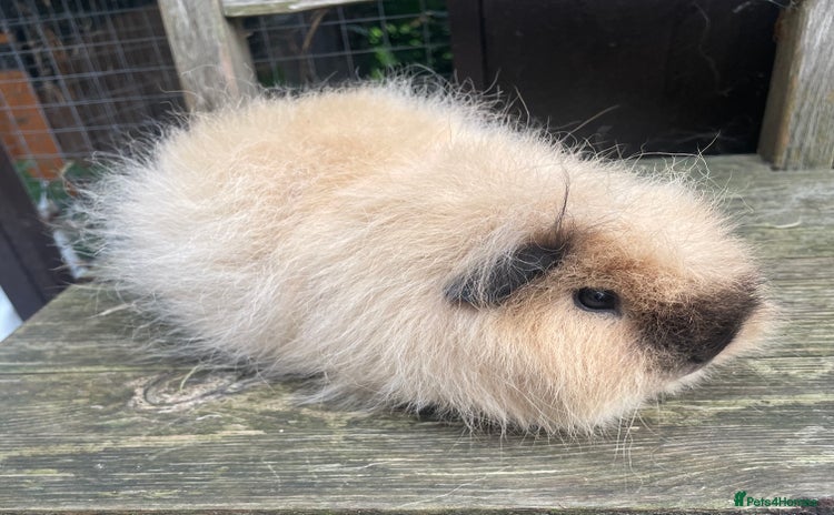 Guinea Pig rodents - Advert 3