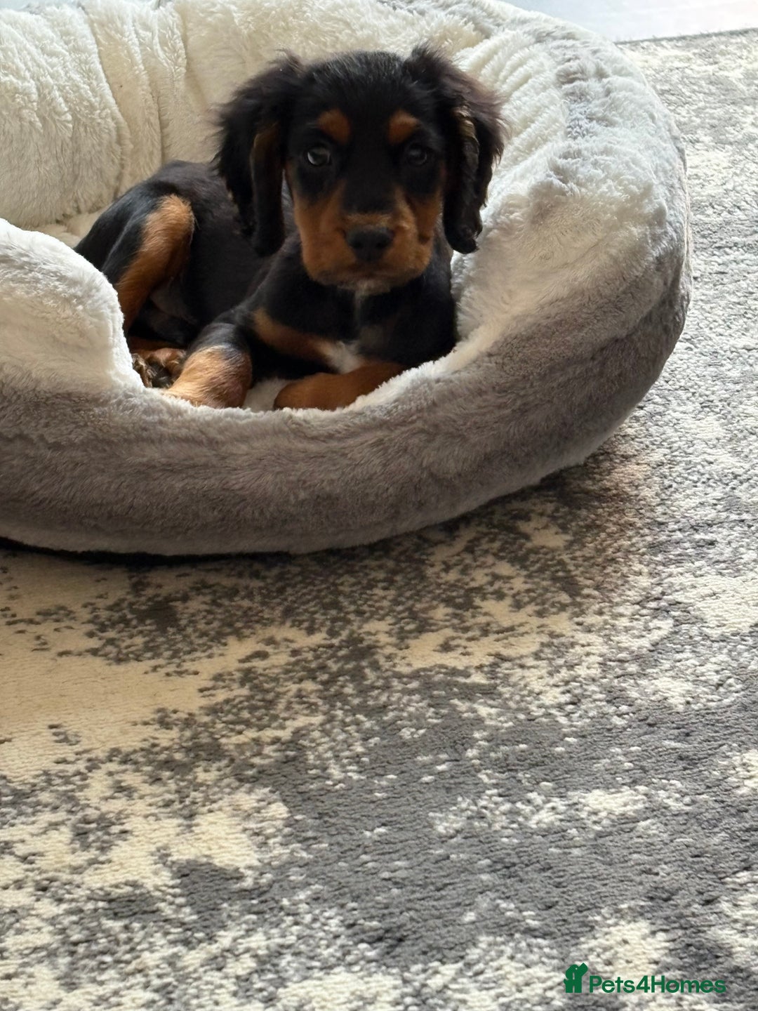 Cocker Spaniel dogs for sale: Black & tan cocker spaniel  - Image 5