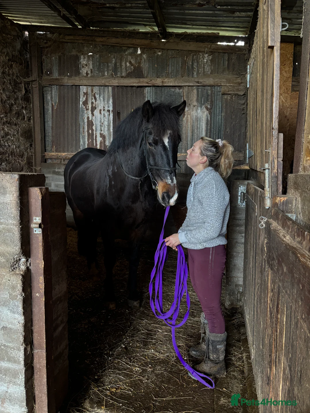 PRE horses for sale: Vinny 15.2h 16 year old PRE - Advert 2