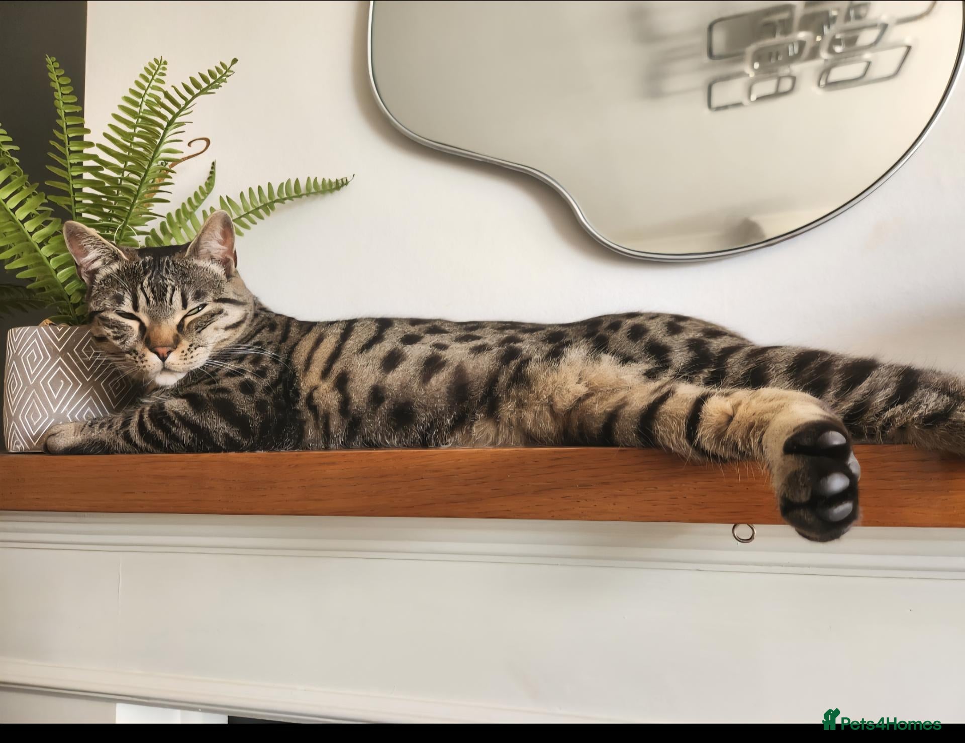 Mixed Breed cats Tiggy Suida  - Advert 7