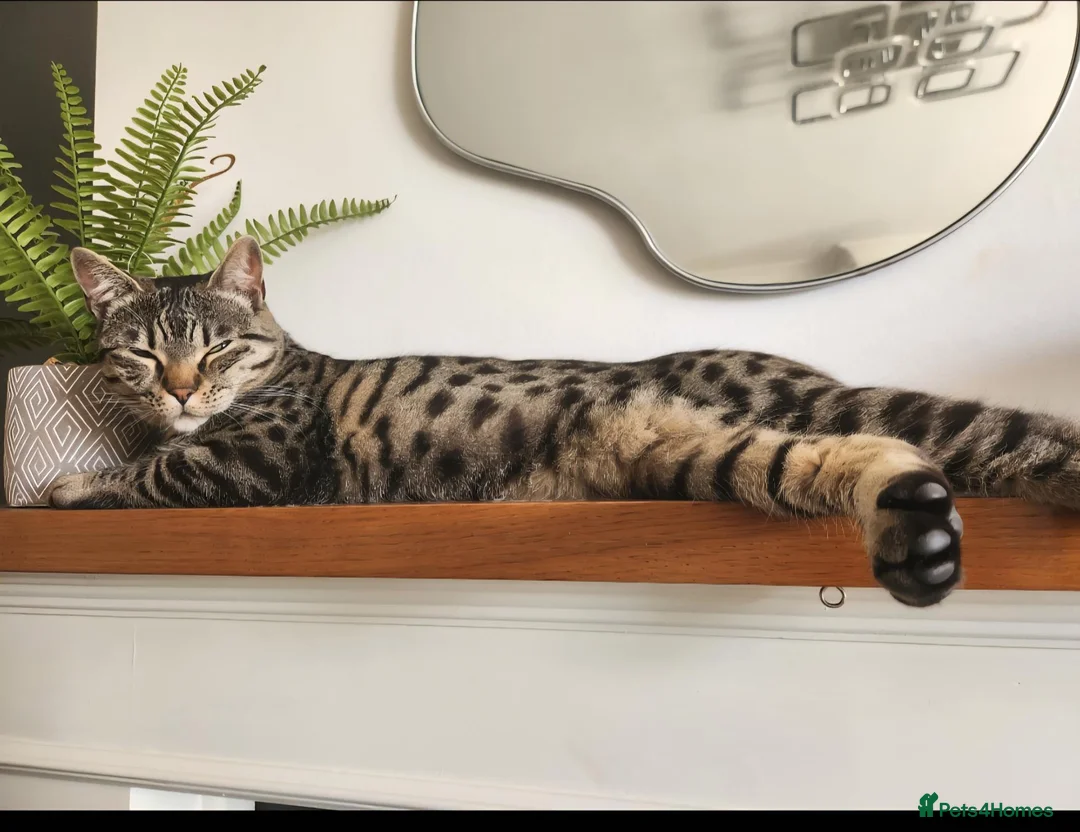 Mixed Breed cats for sale: Tiggy Suida  in Leicester - Advert 1