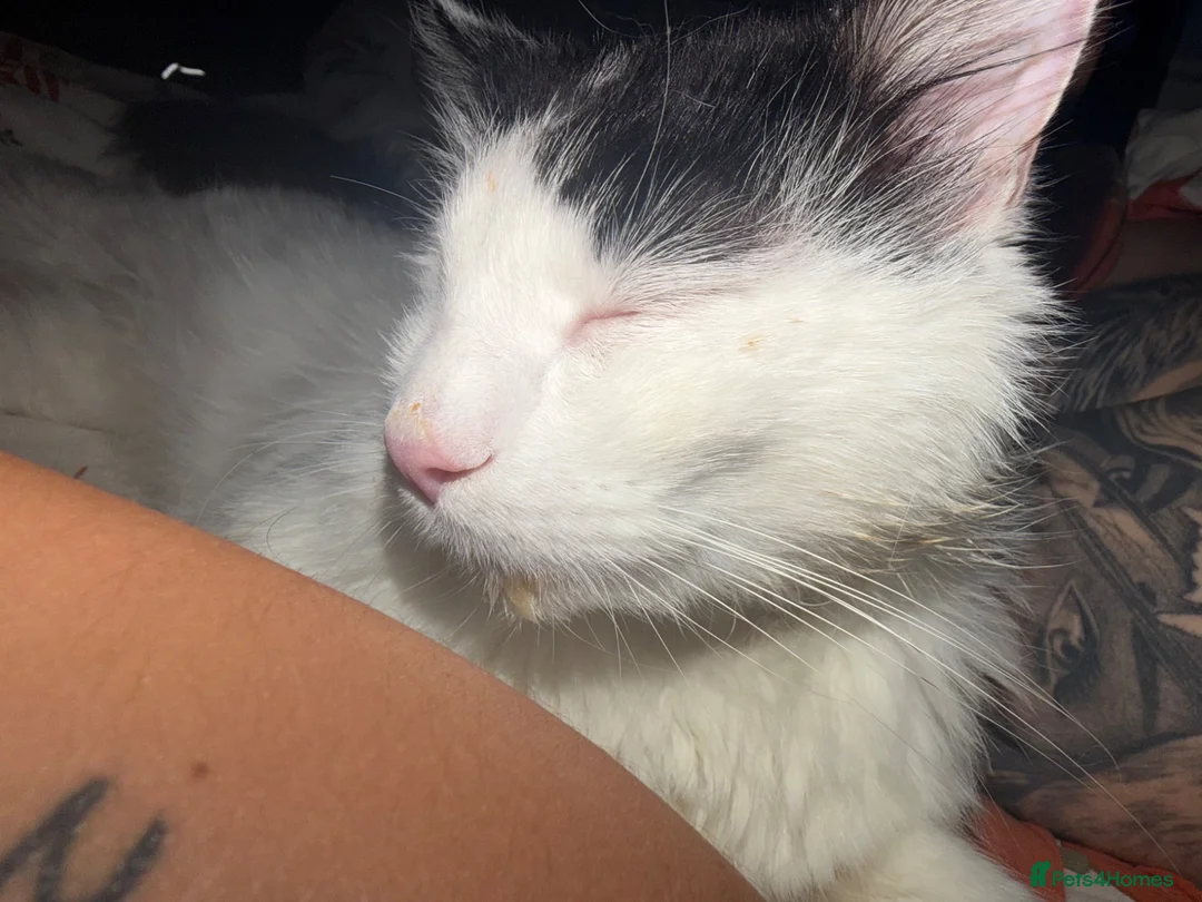 Domestic Shorthair cats for sale: One eyed boy  in Wellingborough - Advert 5