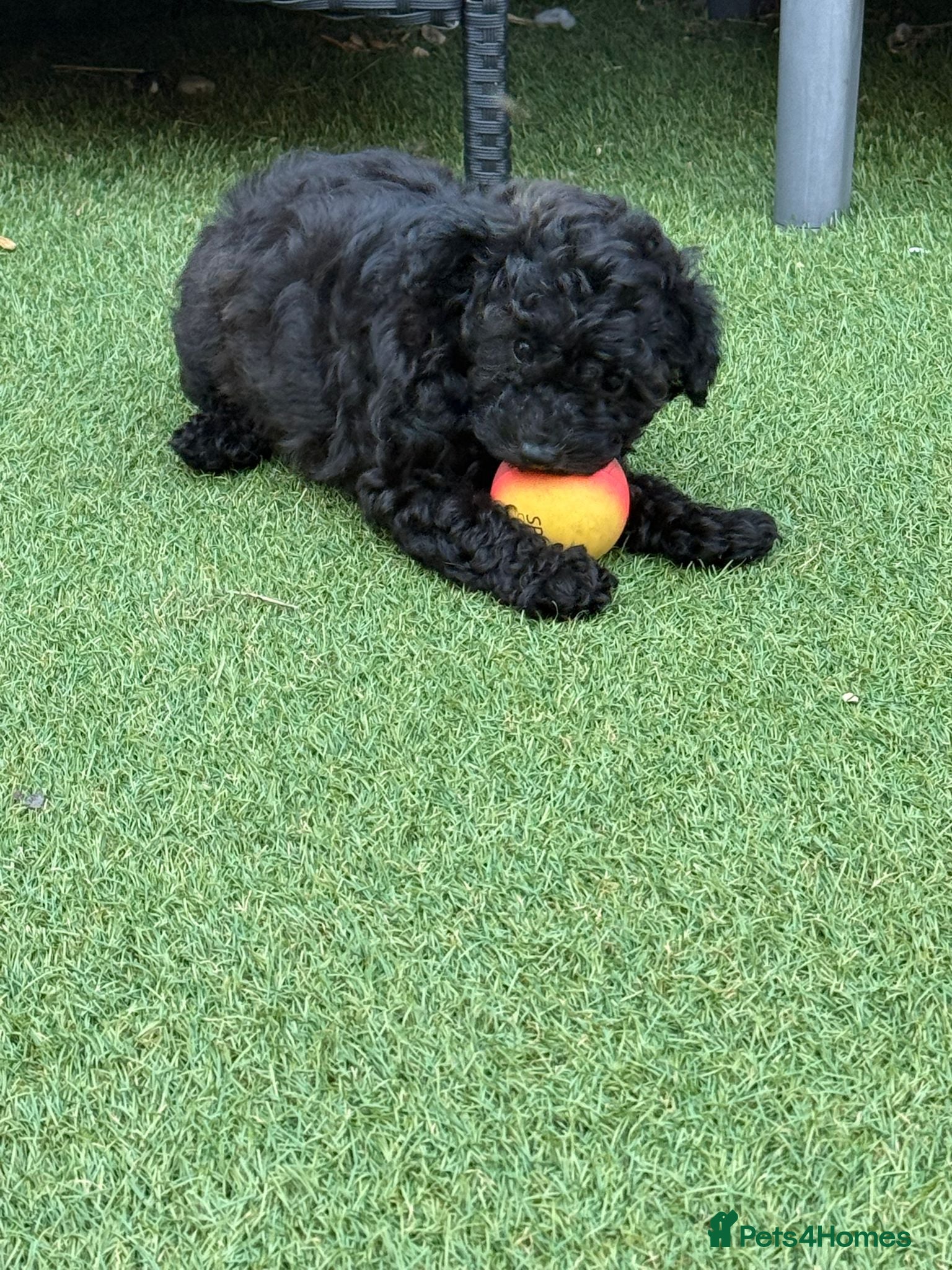 Cavapoo dogs F1b Dna health tested cavapoos - Advert 1