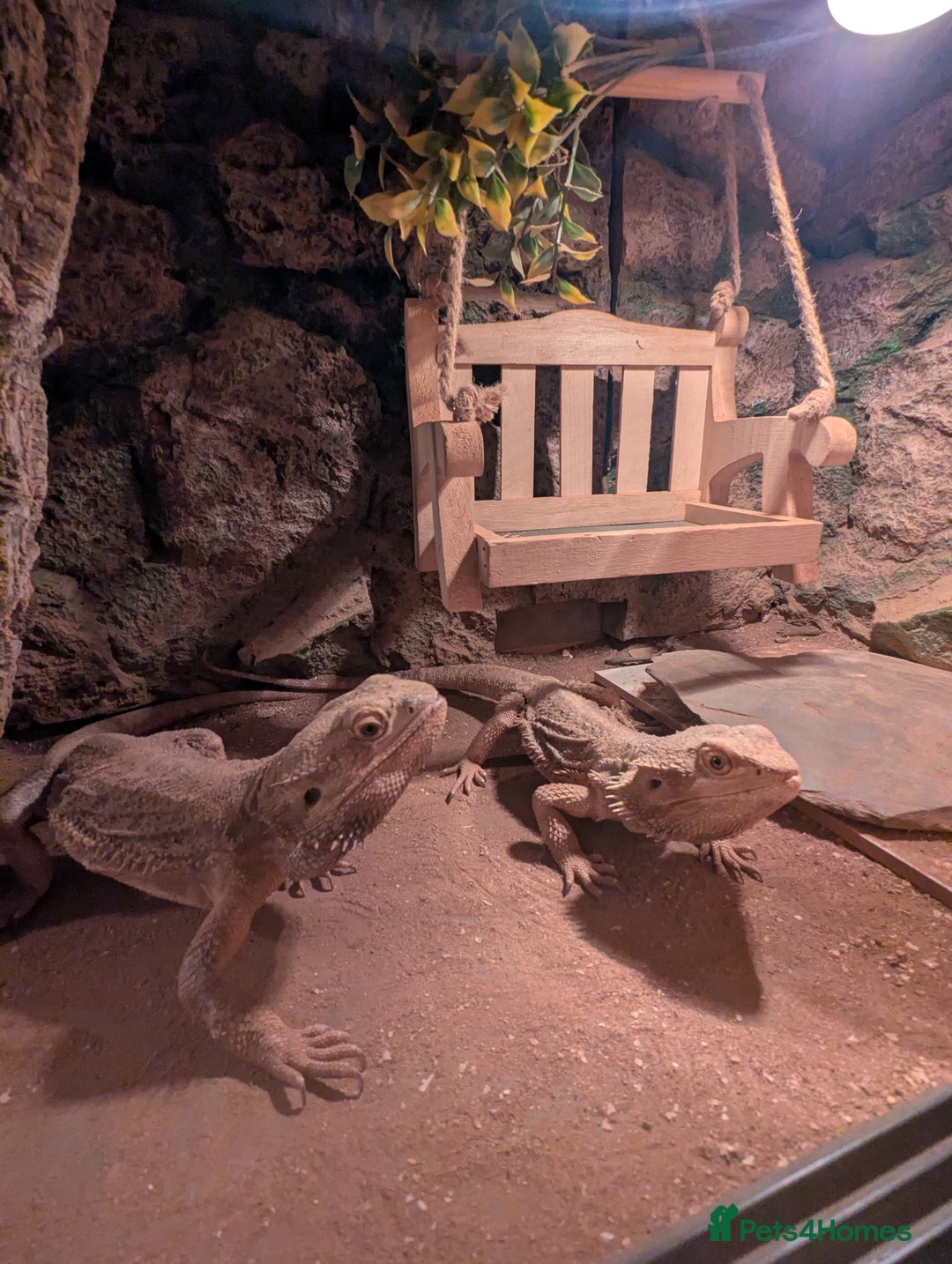 Bearded Dragon reptiles for sale: 6 bearded dragons with full set up - Advert 3