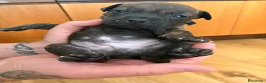 Black collar