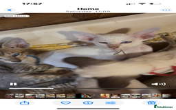 Siamese cats for sale: SIAMESE and ORIENTAL KITTENS - Image 11