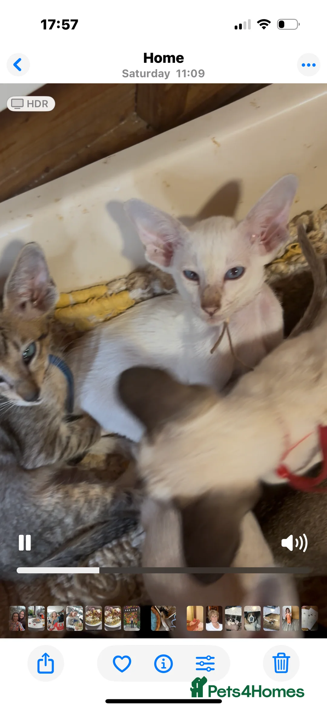 Siamese cats for sale: SIAMESE and ORIENTAL KITTENS - Advert 12