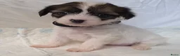 Chinese Crested dogs for sale: Pure Chinese Crested Puppies - Advert 25