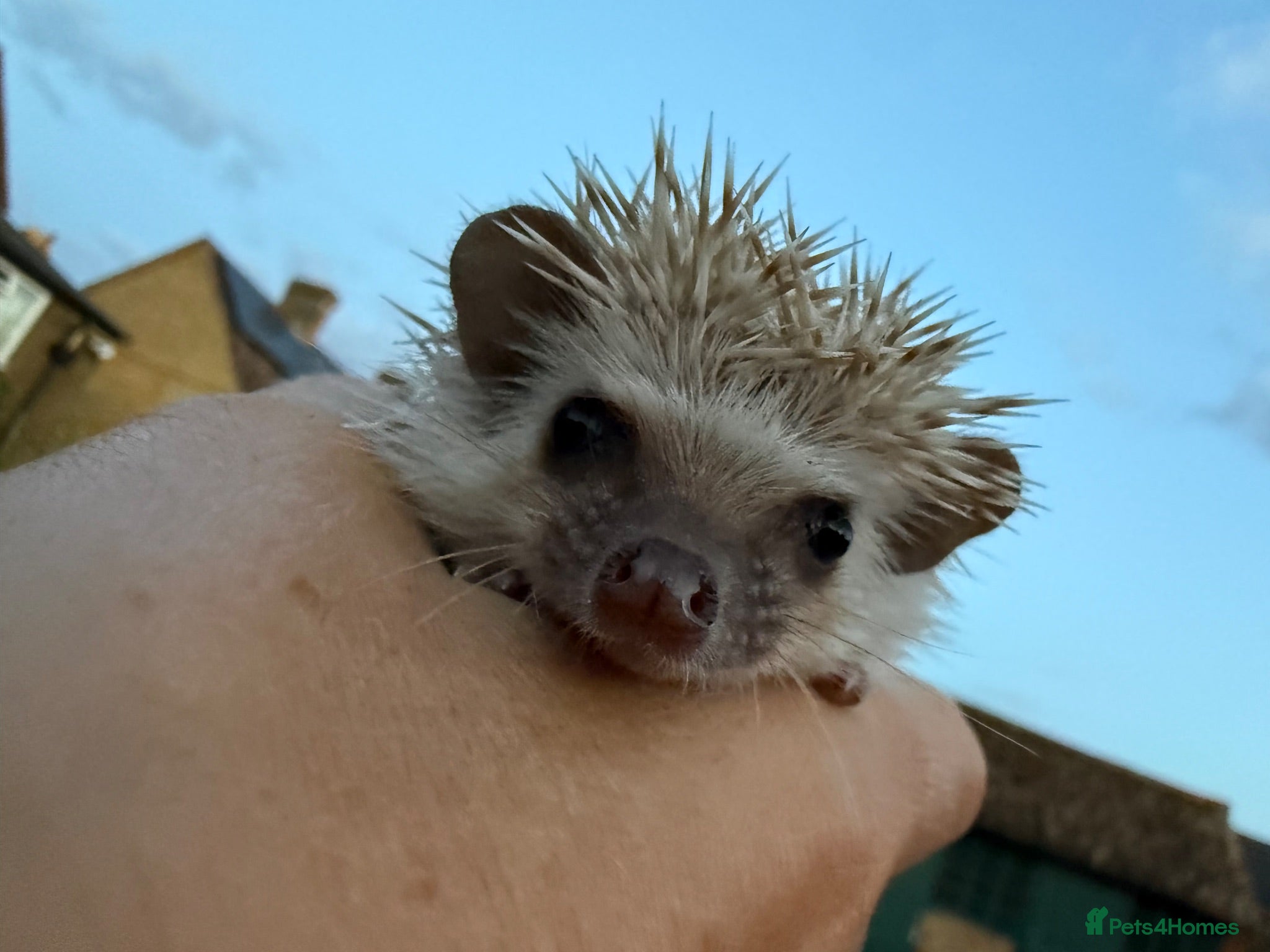 Pygmy Hedgehog rodents African Pygmy hedgehog  - Advert 19