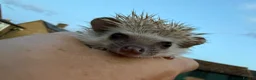 Pygmy Hedgehog rodents for sale: *last few left* African Pygmy hedgehog  - Advert 1