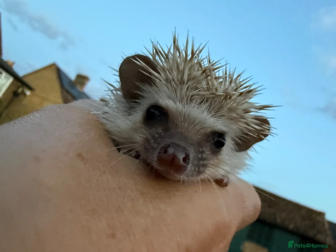 Pygmy Hedgehog rodents for sale: *last few left* African Pygmy hedgehog  - Advert 1