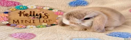 Mini Lop rabbits for sale: Purebred Mini Lops 🐰  - Advert 3