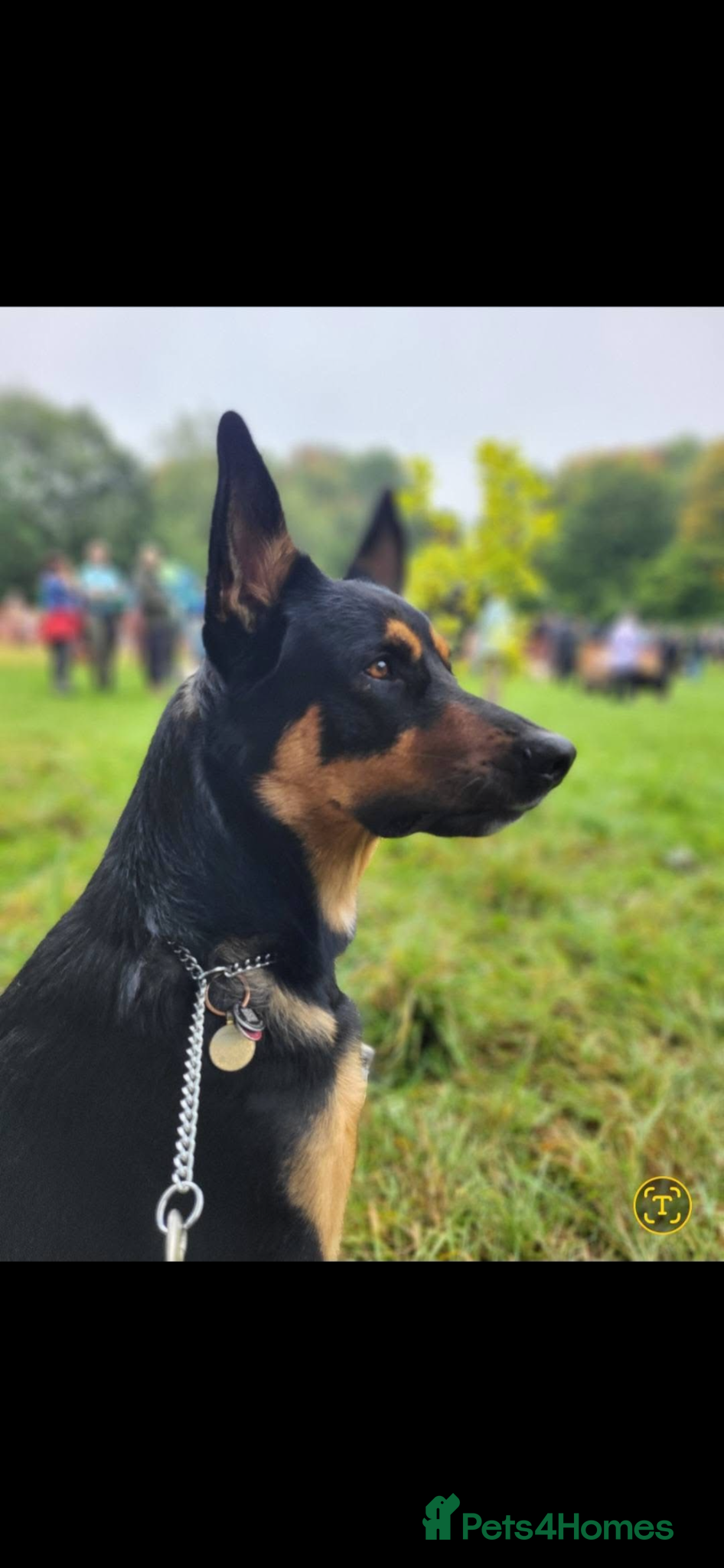 German Shepherd dogs Available for stud German shepherd cross - Advert 1