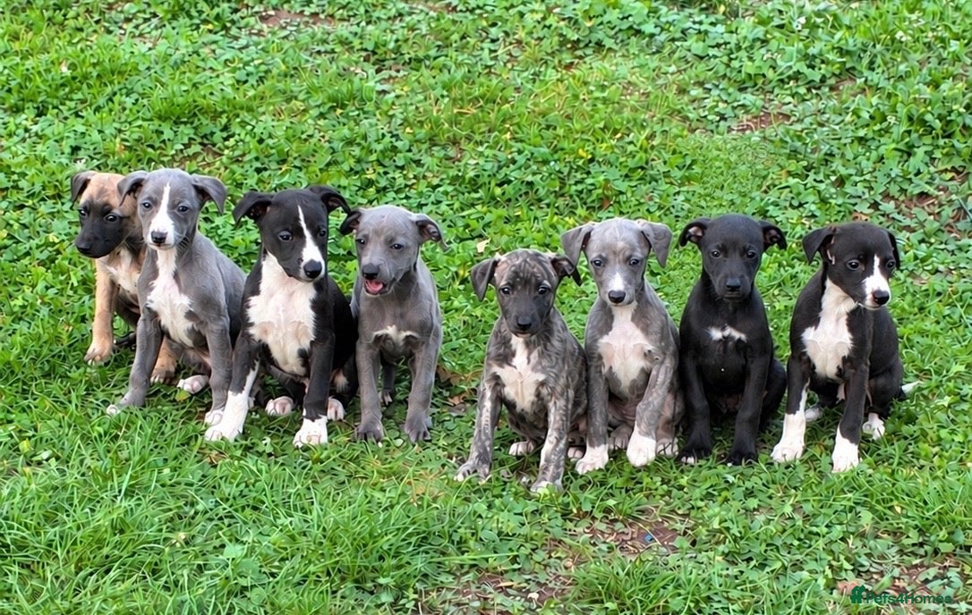Whippet dogs Stunning Whippet Puppies for Sale - Advert 1