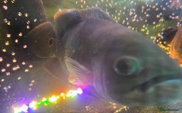 Other/Mixed Breed fish for sale: Oscars/ Tank  - Image 5