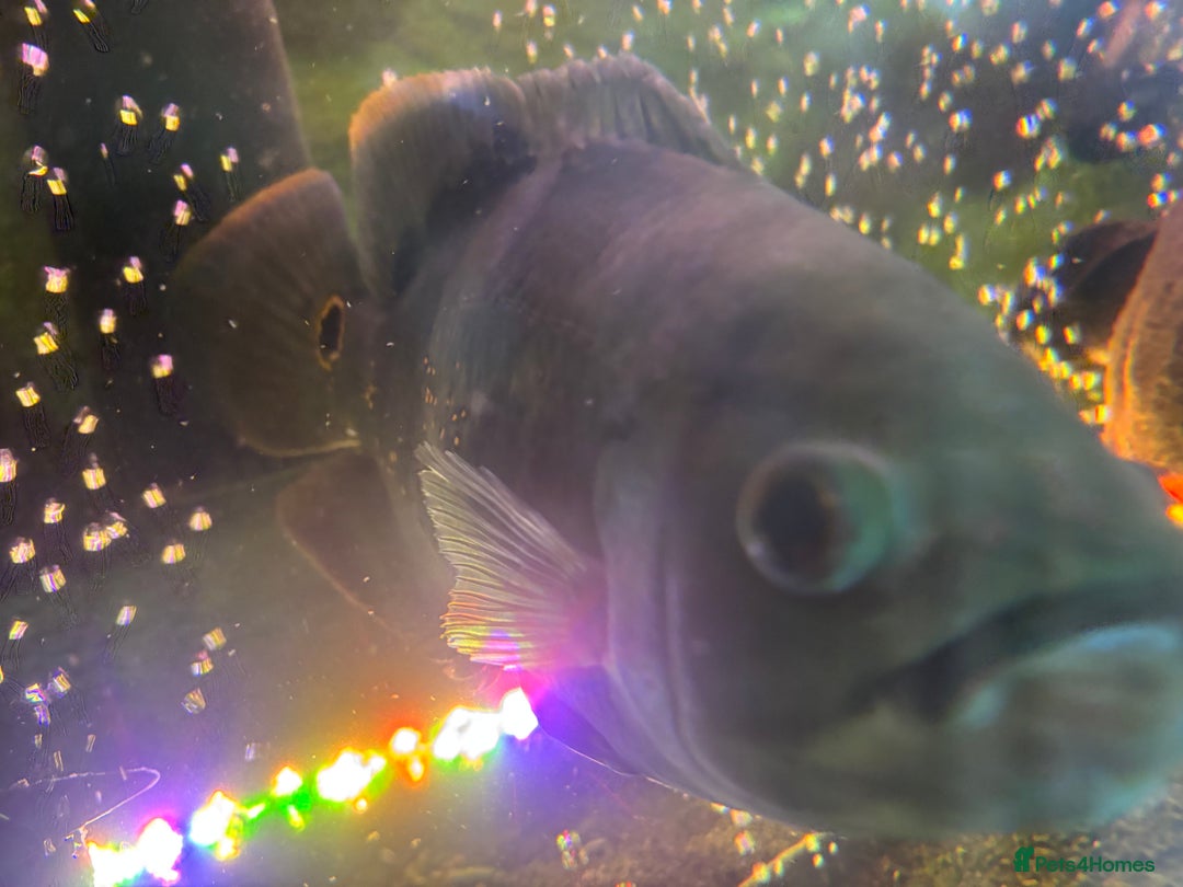 Other/Mixed Breed fish for sale: Oscars/ Tank  - Image 5