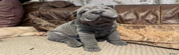 Shar Pei dogs for sale: 4 Shar pei puppies for sale - Advert 8