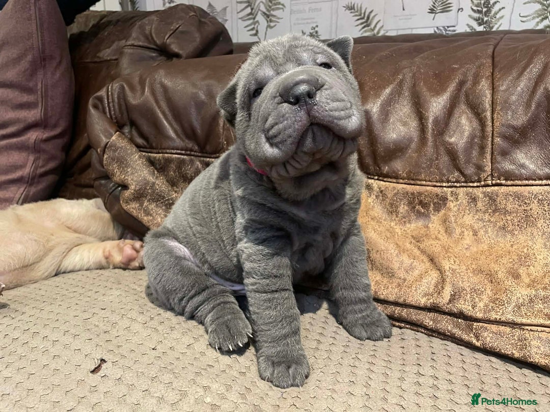 Shar Pei dogs for sale: 4 Shar pei puppies for sale - Advert 8