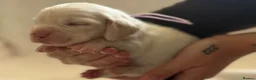 Beagle dogs for sale: Health Tested & Kennel Club Registered Beagle Pups - Advert 27
