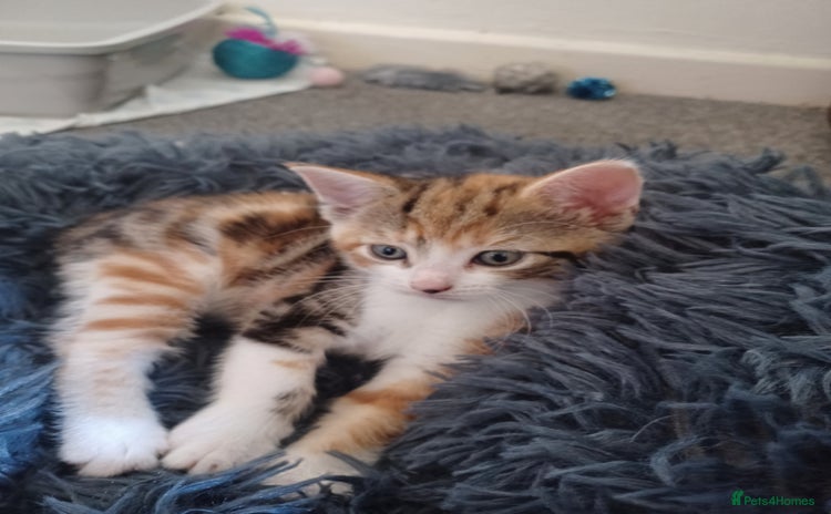 Domestic Shorthair cats - Advert 6