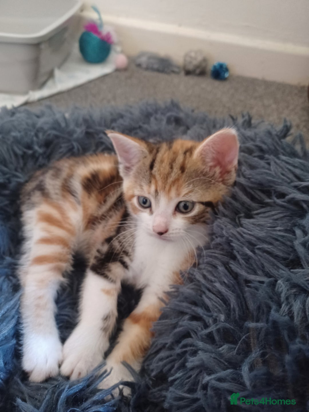 Domestic Shorthair cats for sale: Stunning kittens for sale - Image 5