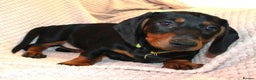 Dachshund dogs for sale: Beautiful standard dachshund litter   - Advert 9