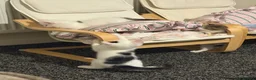 Mixed Breed cats for sale: Mixed breed kittens  in Huddersfield - Advert 6