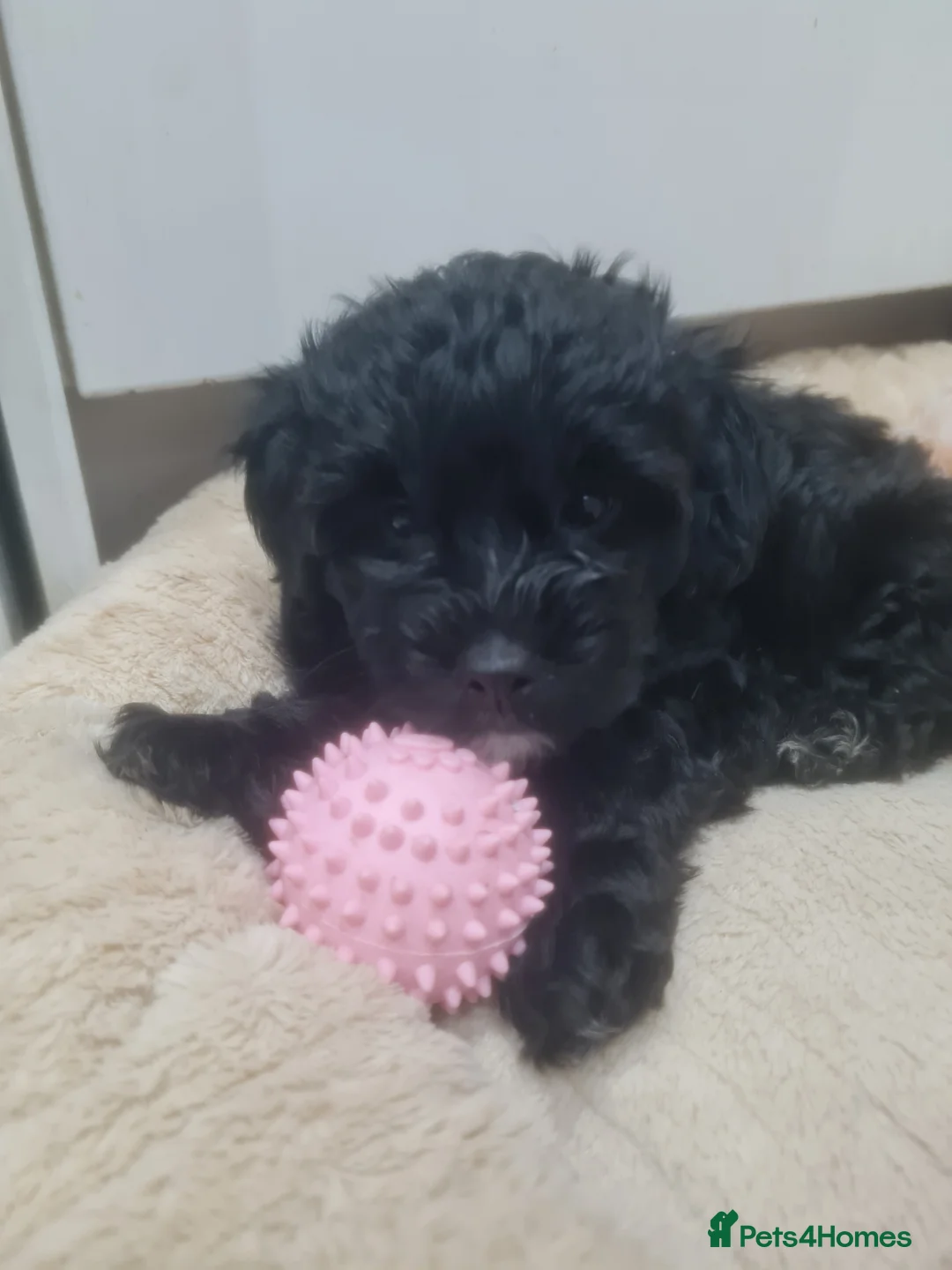 Jackapoo dogs for sale: Very long hair fluffy female jackapoo - Advert 3