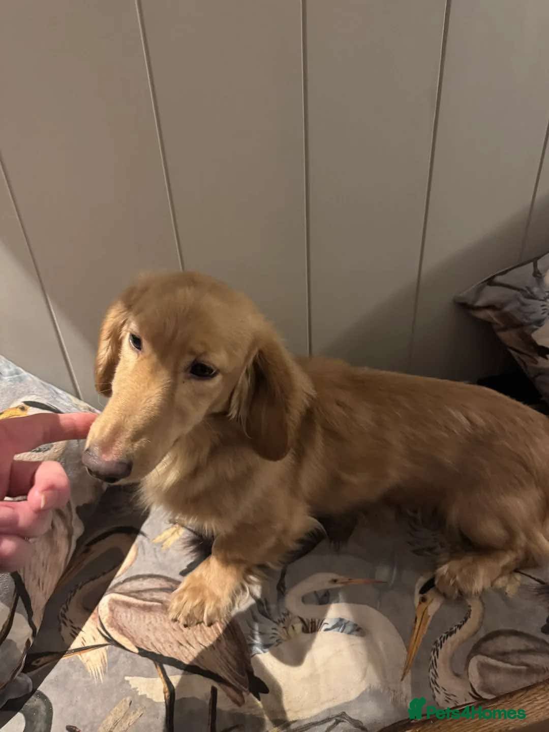 Miniature Dachshund dogs for stud: Stud Service Only - Advert 6