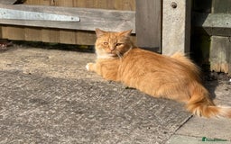 Mixed Breed cats for sale: Ginger tabby - Image 4