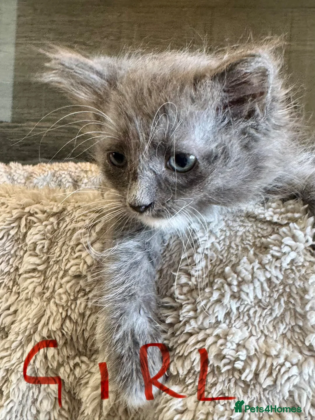Mixed Breed cats for sale: Maine coon cross ragdoll kittens  - Advert 2