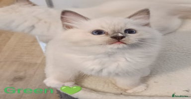 Ragdoll cats - Advert 6