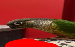 Conures birds for sale: Two Green cheek conures  - Image 3