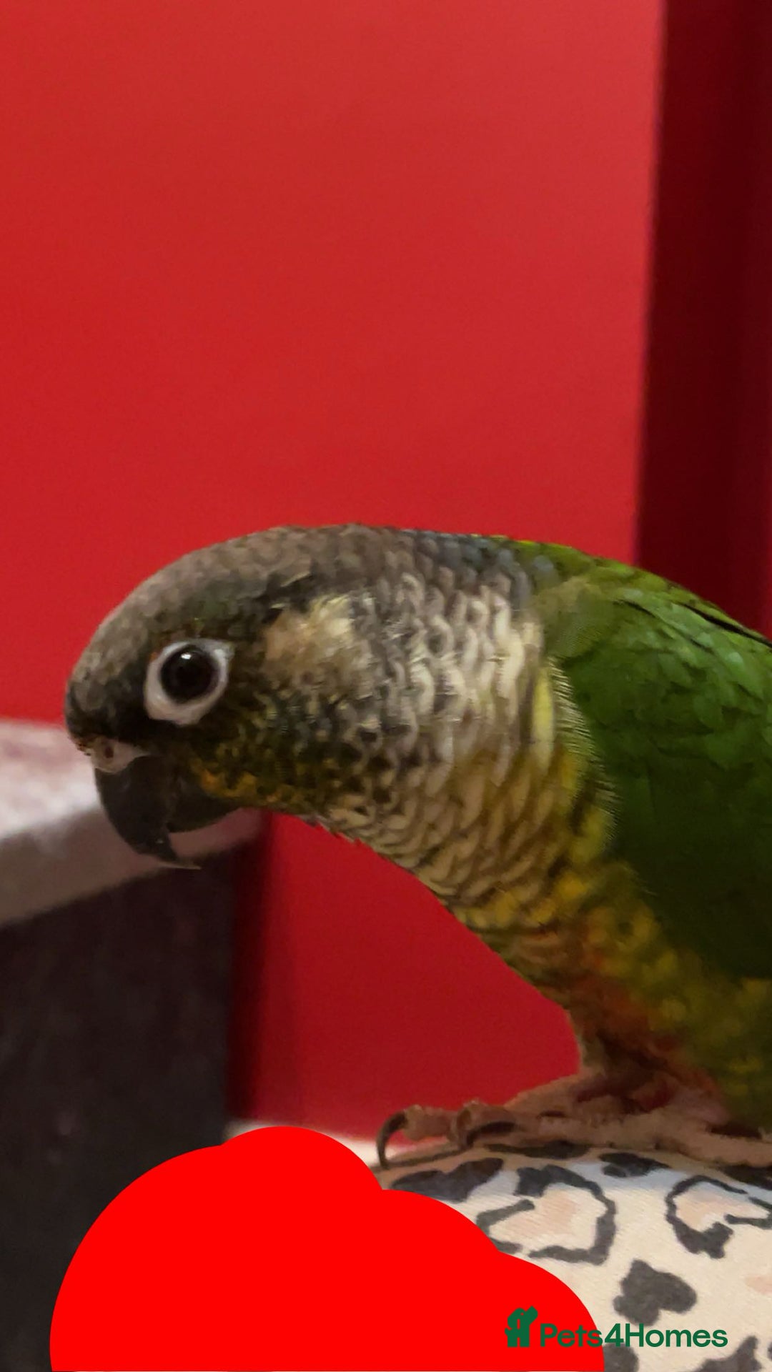 Conures birds for sale: Two Green cheek conures  - Image 3