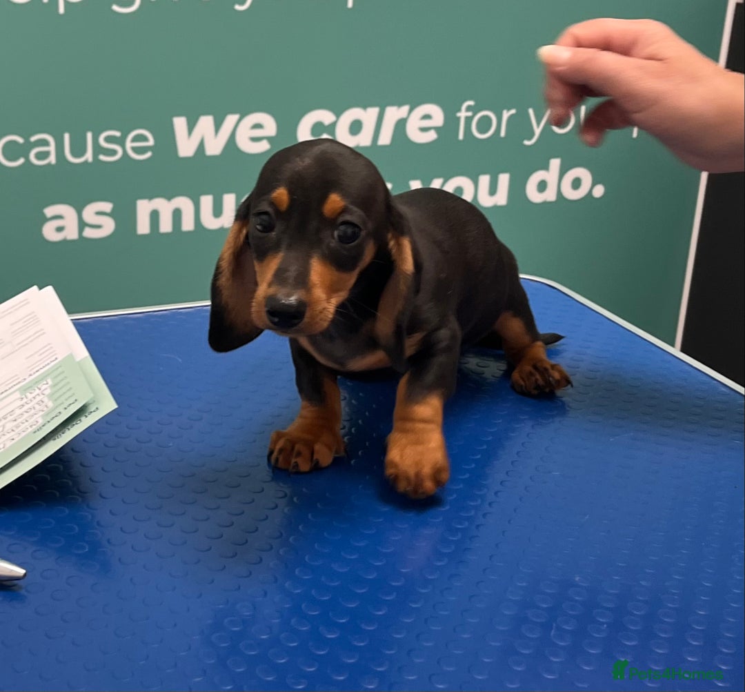 Dachshund dogs for sale: Dachshund puppies  - Image 5